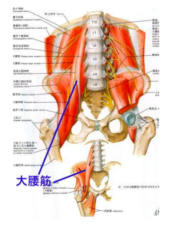 鼠径ヘルニア・脱腸（足の付け根のふくらみ・痛み・違和感）｜大阪うめだ鼠径ヘルニアMIDSクリニック