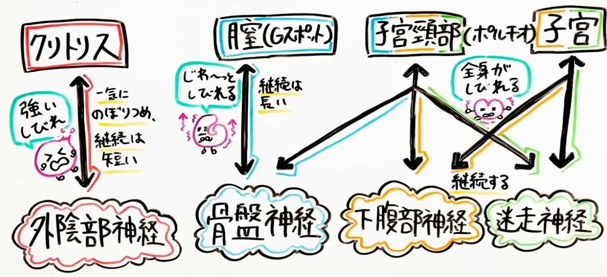 連続イキ】ポルチオ・体外式ポルチオ法５選～完全図解～ | セクテクサイト