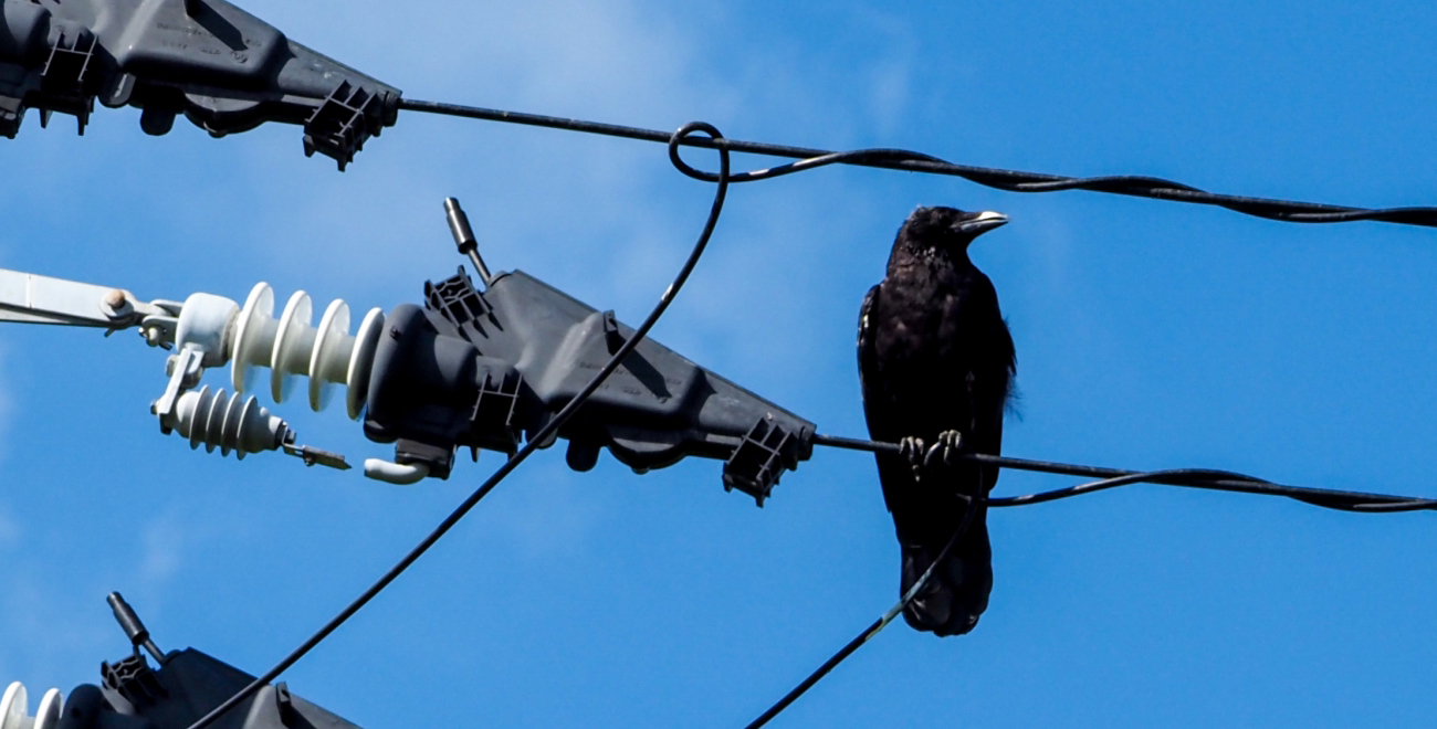 電線の鳥よけ 東京電力とNTTに費用を覚悟でお願いした話。興味を持ったことやってく
