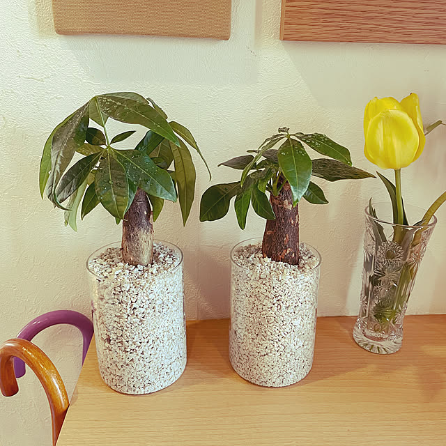 メダカ 100均 ダイソー 赤玉土 ゼオライトでそれぞれ水槽を用意 水がきれいでいてくれるのはどれ