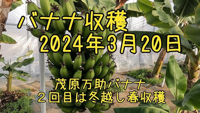 茂原公園 夜桜ライトアップと街並み夜景 （千葉県茂原市）