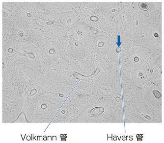 骨の構造。身体を支えて臓器を守り造血しながらカルシウムを貯蔵