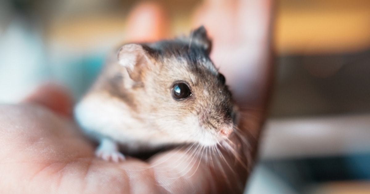 ペットショップ店員のやりがい – ペットワークス