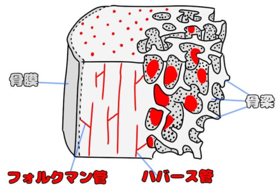 解剖トレーニングノート 骨の構成 単語カードQuizlet