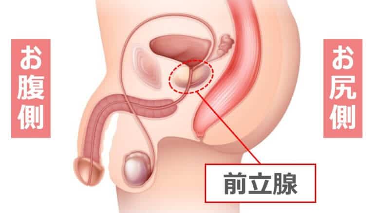 前立腺までの距離を測る必要性とは？ » アネロス・ネクサスレボを使って、自分の力でドライオーガズムを習得したい人の情報サイト