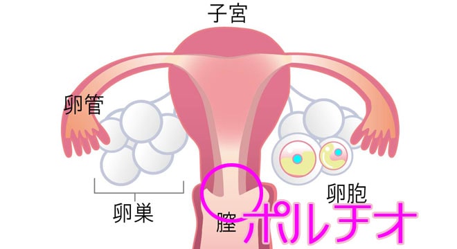 ポルチオとは？どこの性感帯？セックスのやり方・位置・開発方法 | ENJYO-エンジョー-