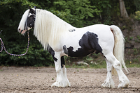 馬と白樺の穏やかな風景 - 暇の向こう側 ～ジプシーバナーホースのいる暮らし～