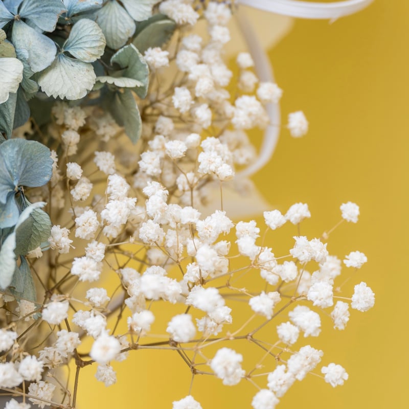 四国のネモフィラと風車スポット