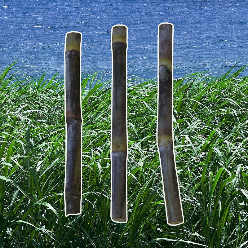 ブラジルを語る上で外すことのできない存在、サトウキビ