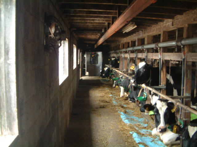 畜産農家の仕事・牛舎の清掃 02846000106 の写真・イラスト素材アマナイメージズ