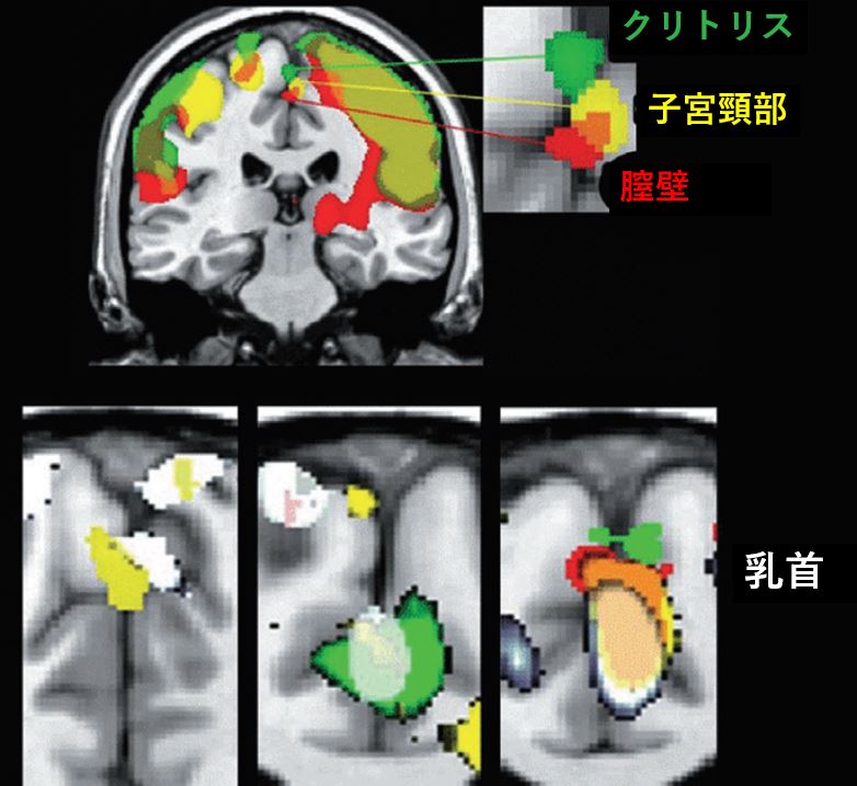 ヤリチンが解説】女性が乳首だけでイク本当に気持ちいい愛撫4選！ちくびしゅごいと言わせよう！ | Trip-Partner[トリップパートナー]