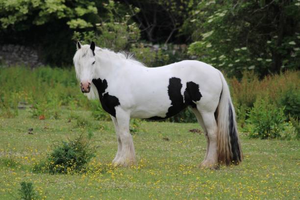 ジプシーバナー馬 3Dモデル $69 - .3ds .fbx .max .obj - Free3D