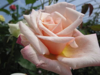 缶バッジ アメリカ 輸入 雑貨 ビンテージ 5個セット 『 ドクター・フー ハーバート・フーヴァー大統領 』 当時物 ヴィンテージ バッチ ピンバッチ※ メッセージ ノベルティー 広告 レトロBAT1543- メルカリ