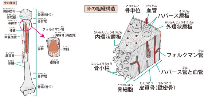 フォルクマン管のイラスト素材 - PIXTA