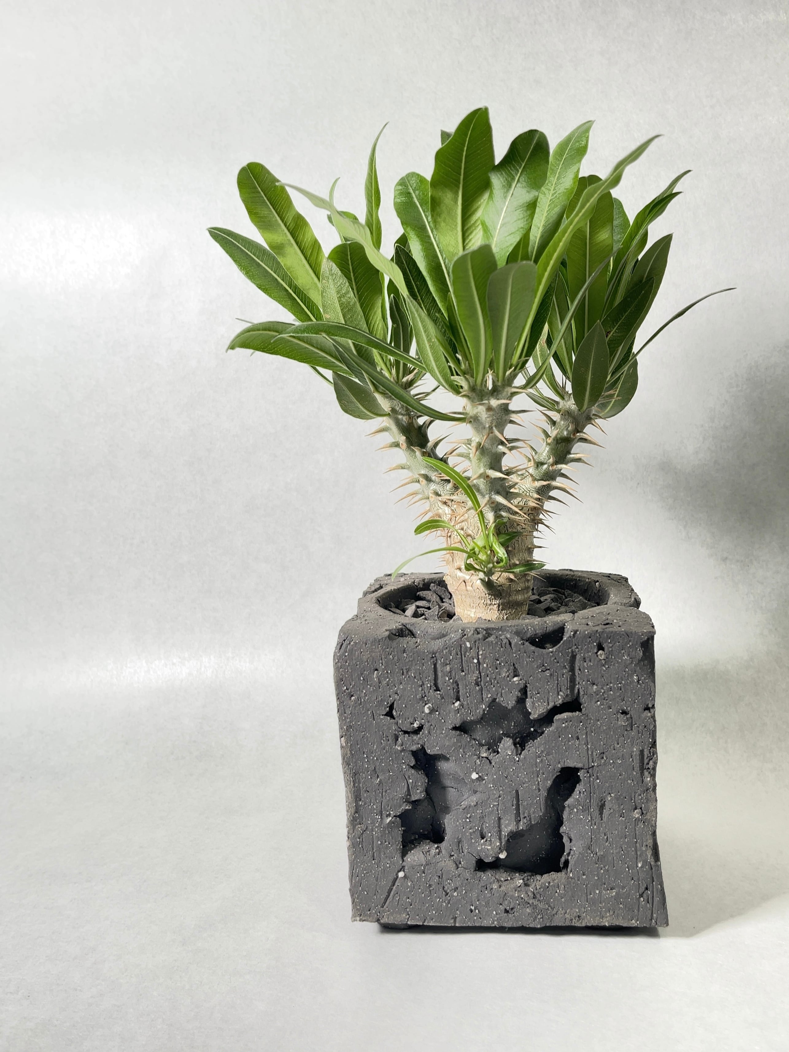 伊藤ハイブリッドは３種を交配した希少なパキポディウムです。♪ 意外と流通量が少ないので、今のうちにどうぞ！ ＃伊藤ハイブリッド ＃トゲトゲ＃デンシフローラム ＃ホロンベンセ ＃ロスラーツム ＃三元交配 ＃パキポディウム ＃塊根植物 ＃多肉植物 ＃エケベリア