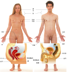 性感帯とは？女性の感じやすい場所や開発法 - 夜の保健室