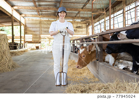 畜産農家から運送して家族の食卓へ 10447000474 の写真・イラスト素材アマナイメージズ