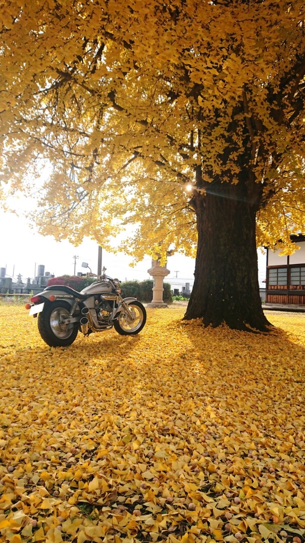 スズキ GSX250R試乗レポート：見た目ほどハードじゃない。優しい乗り味がお好みならぜひ！clicccar.com