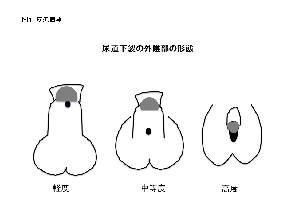 ヤリチンが解説】本当は気持ち良いペニスの反り！角度次第でGスポットに当たりまくり！ | Trip-Partner[トリップパートナー]