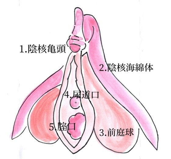 無視されてきたクリトリス 病気の見逃しに神経の損傷…情熱を傾ける研究者たち：朝日新聞GLOBE＋