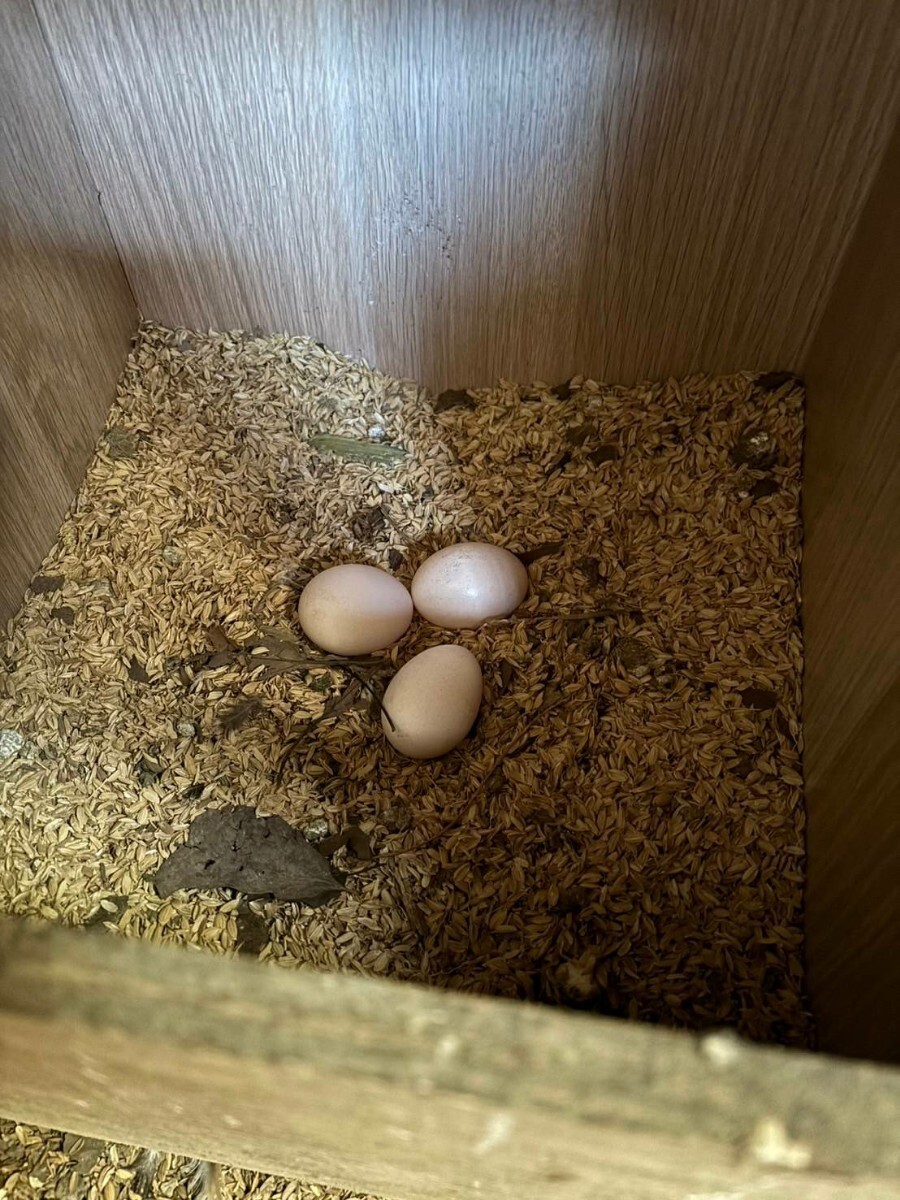 チャンパの瞳 食用 碁石チャボの有精卵 ６個 Ｂ