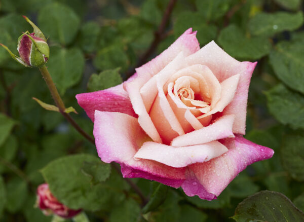 プレジデント ハーバート フーバーバラ苗の通販の篠宮バラ園