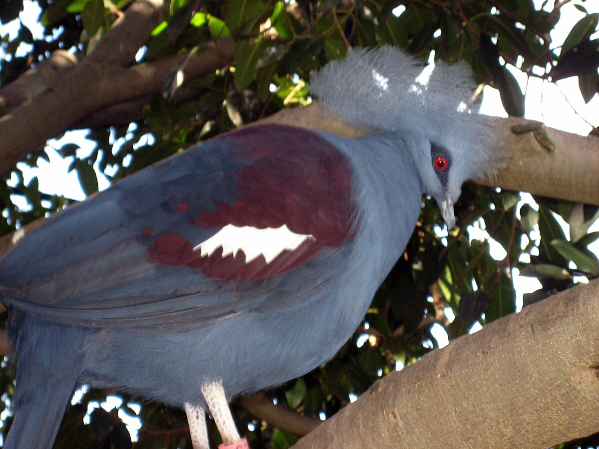 ドバトの首の構造色構造色事始