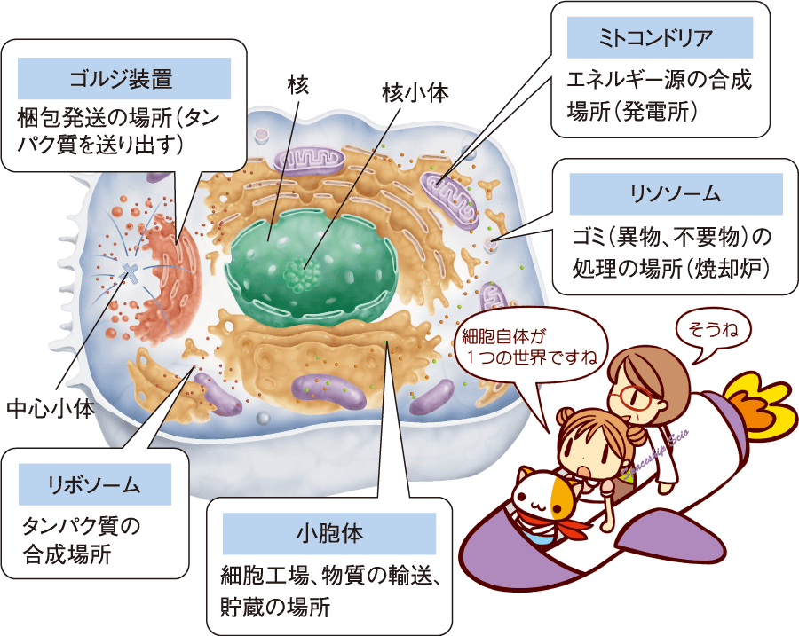 トランプ氏言及の「核のボタン」 実際の発射手続きは？ 1 3- CNN.co.jp