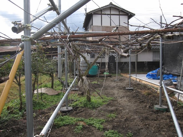 ぶどう棚を作っています②～パイプの組み立て～ vol185 - 幸せフルーツ工房 ブルーベリーの森あづみの 無為自然な農業日記