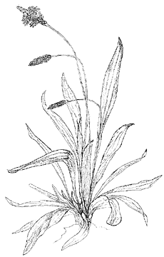 01.車前子Dora ChenFlickr