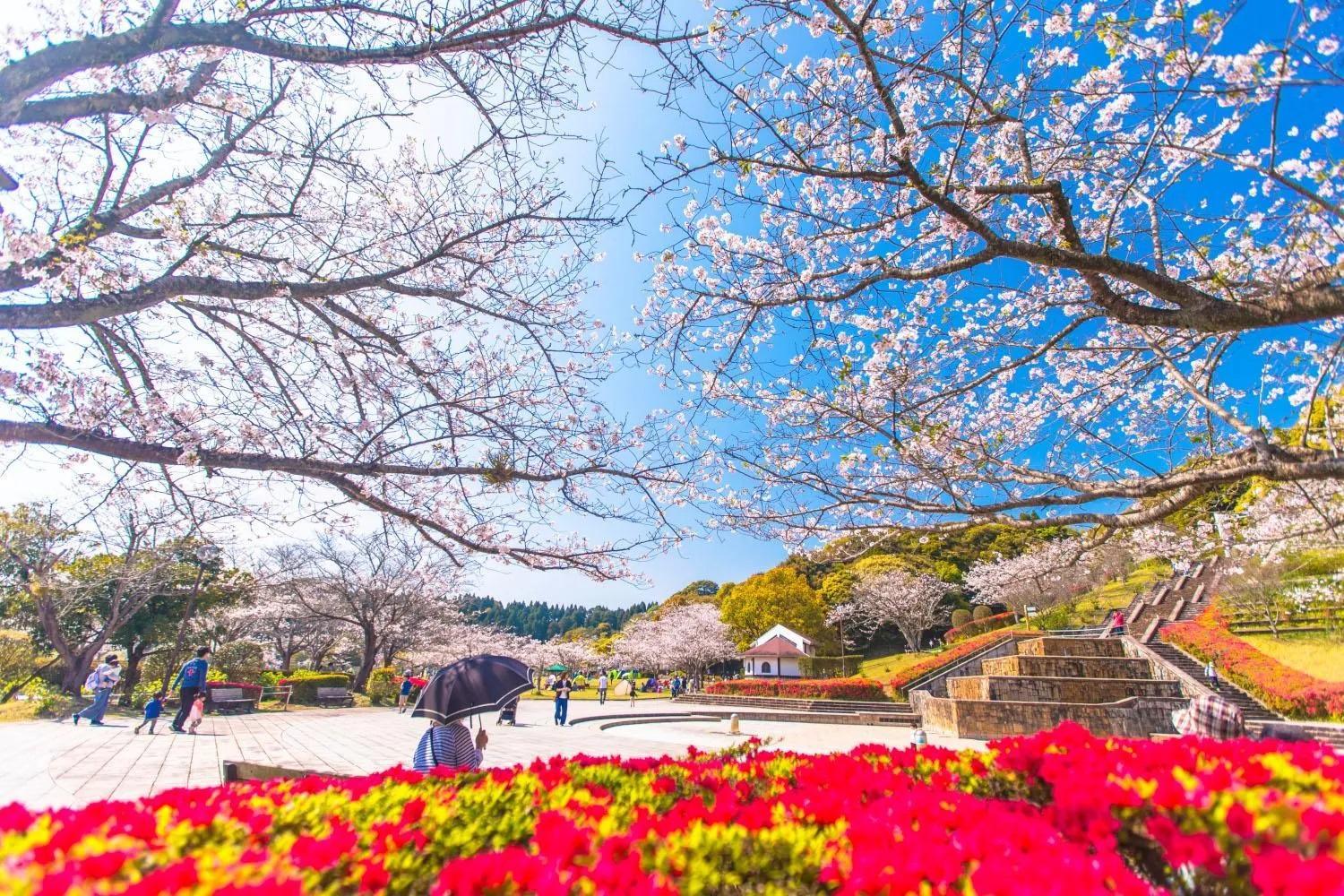 七峰 桜（ななみね さくら）