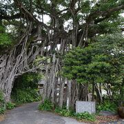 屋久島-4 中間ガジュマル、天然記念物の大樹 ☆中間川畔 集落入口に300年余』屋久島 鹿児島県 の旅行記・ブログ byマキタン２さん フォートラベル