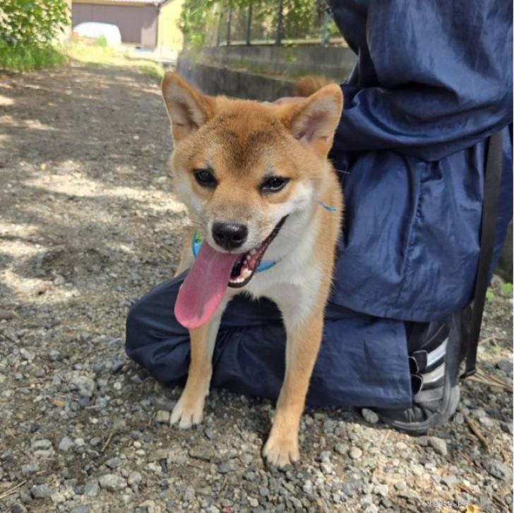 ママっ子な柴犬の癒し時間　#shibainu #癒し #甘えん坊