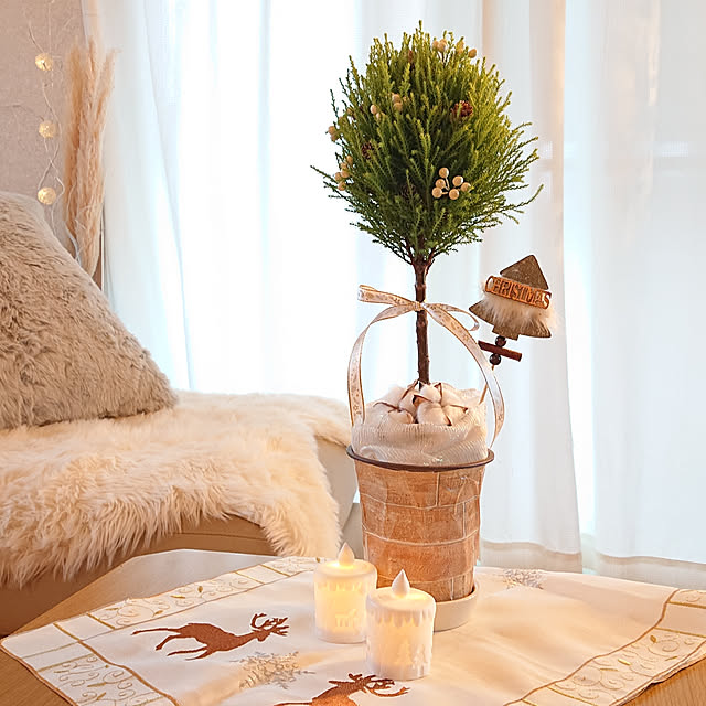 ゴールドクレストの育て方枯れる原因は？植え替えの時期と方法は？HORTI by GreenSnap