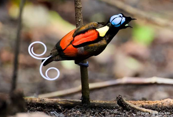 なんじゃこりゃ？と思ったそこの方！ これ、鳩の雛です。鳩のひな入荷しました！ まあその辺の鳩じゃなくて観賞鳩「ポーター」のひなです。親は「ハンガリアン」×「バーバリアン」 足モッサモサでどのように成長するのやら 手乗り鳩目指したい方是非✨観賞鳩