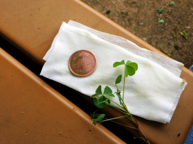 簡単 小銭・硬貨をきれいにする方法！ 洗浄方法や磨き方を解説 最新相場で高価買取なら『買取大吉』