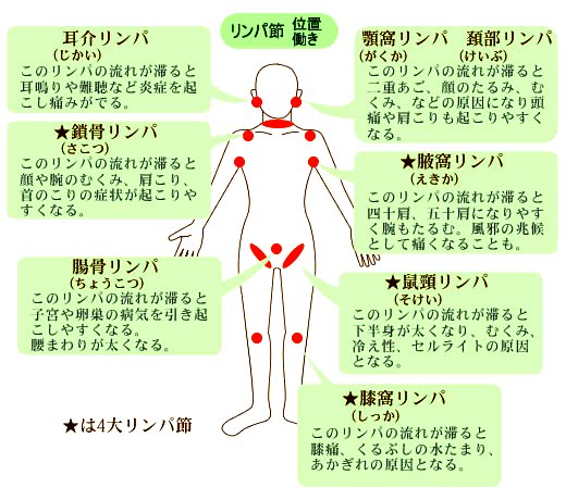 マッサージのやり方＆リンパって何？| 恵比寿・広尾のマッサージ「スローライフ」