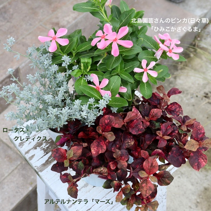 ロータス クレティクス花苗 2.5~3号ポット植物のＩＴＡＮＳＥ 全品送料無料・即出荷