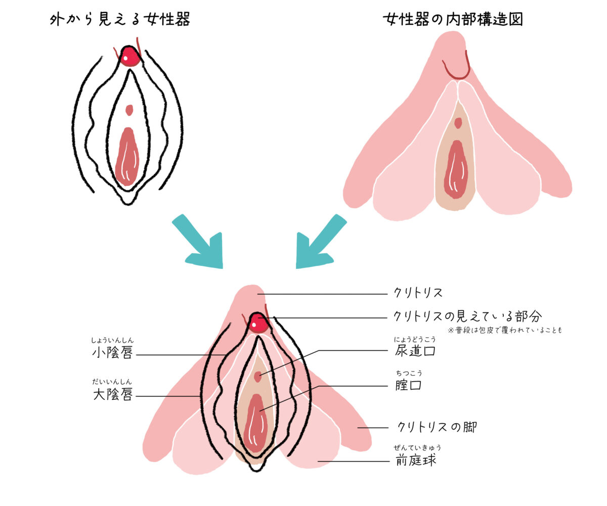 女性なら知っておきたい！ クリトリスの基礎知識