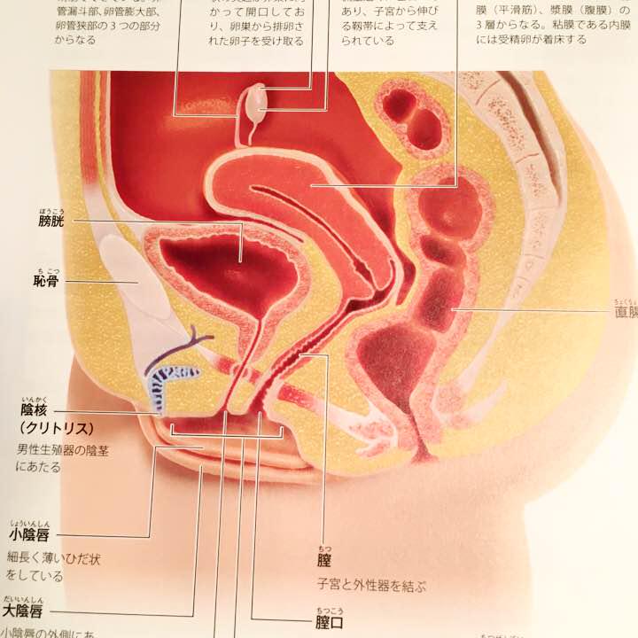 IV】寒冷地仕様マン毛！？「素人ヘアヌード大図鑑」 : 世間陰茎気質