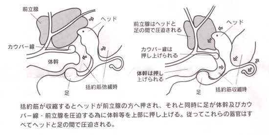 エネマグラ プロステーター レジェンド -