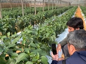 厳選 東京で多肉植物を購入できる植物店観葉植物・お花の通販 AND PLANTSアンドプランツ
