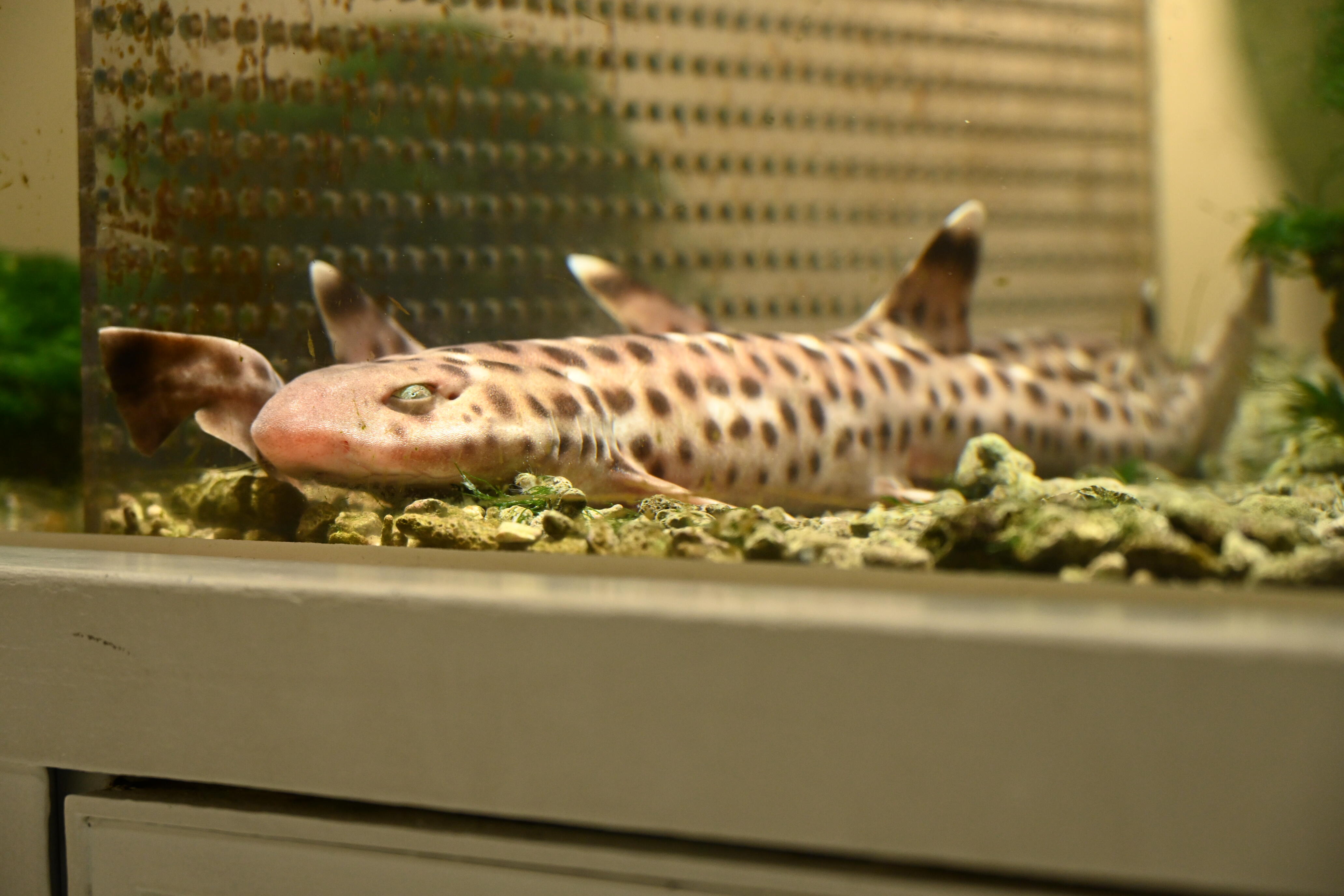 日虎」のアイデア 18 件虎, 呪術, イラスト