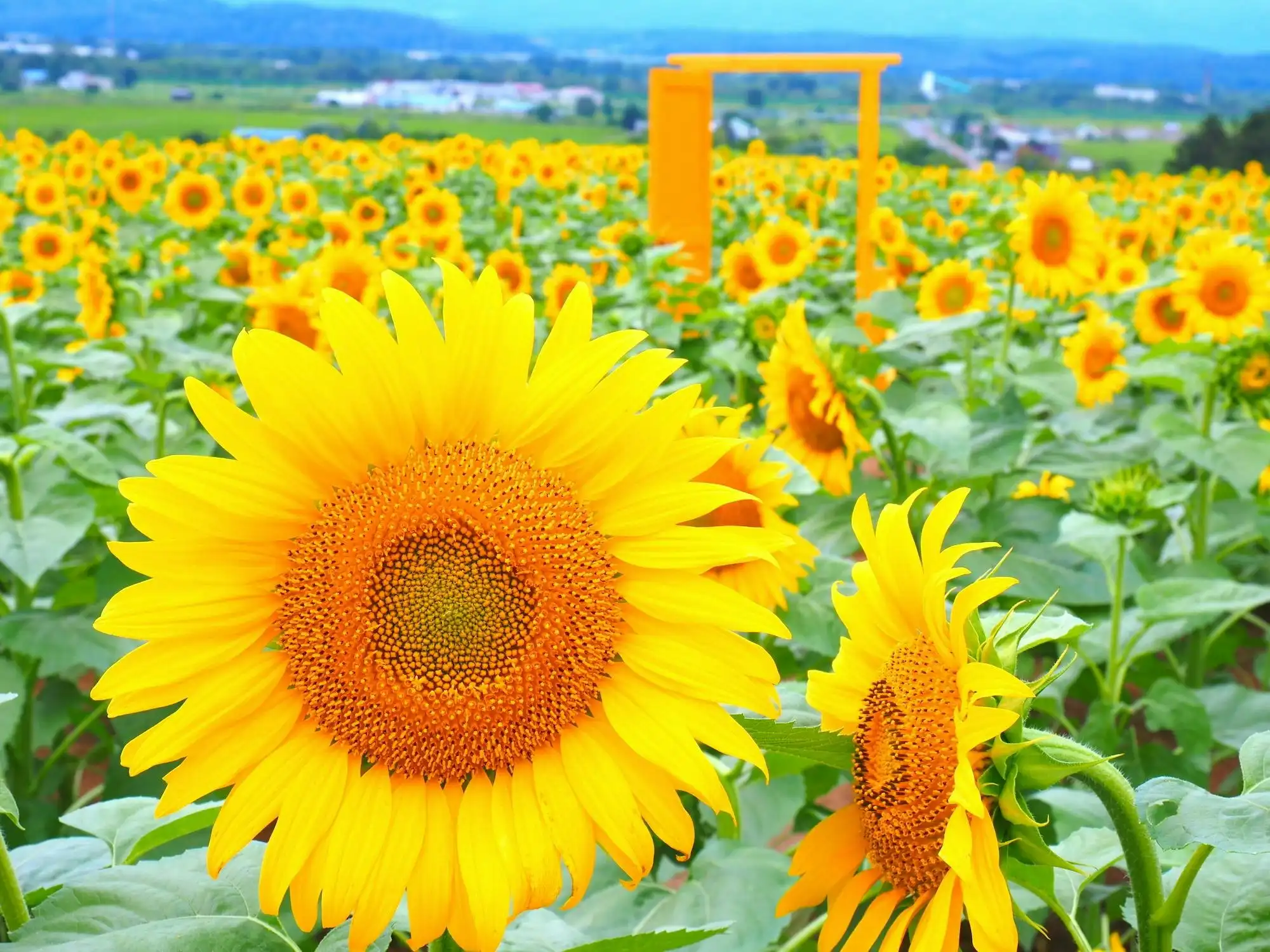 栽培生活 グッドデザイン賞！三鷹の広々貸し農園！近くには広〜い芝生や公園も！ シェア畑