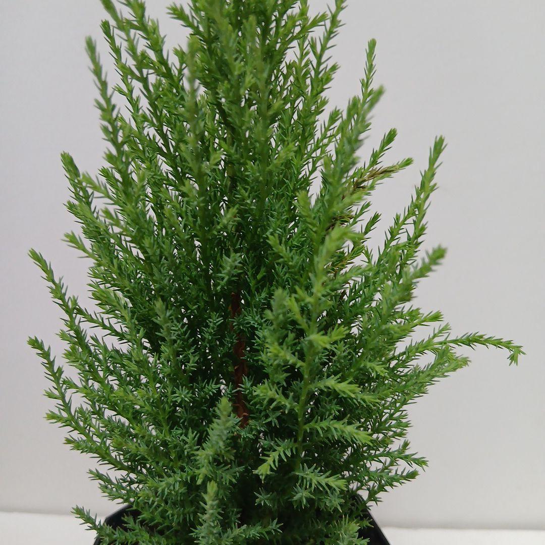 ゴールドクエスト樹木の写真素材5139007- PIXTA