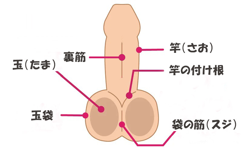 玉舐め】金玉のゾクゾク感が堪らない玉舐めフェラ画像35枚 | エロログZ