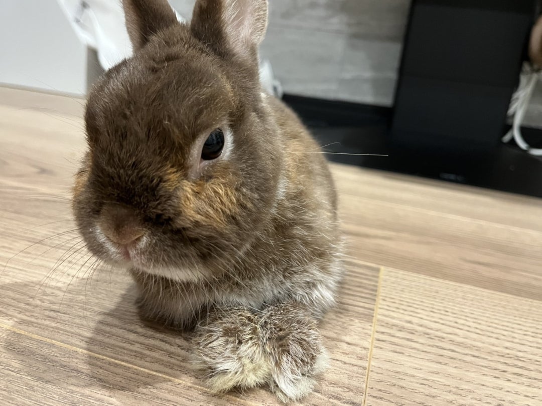 電子国土基本図 地名情報 「住居表示住所」国土地理院