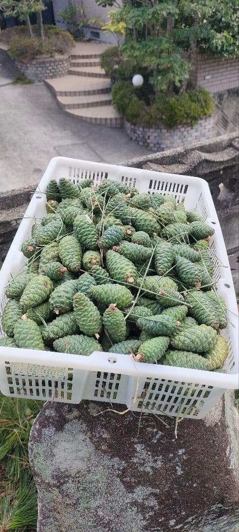 シュタイフ ジプシーバナーホース 28cm EAN070181