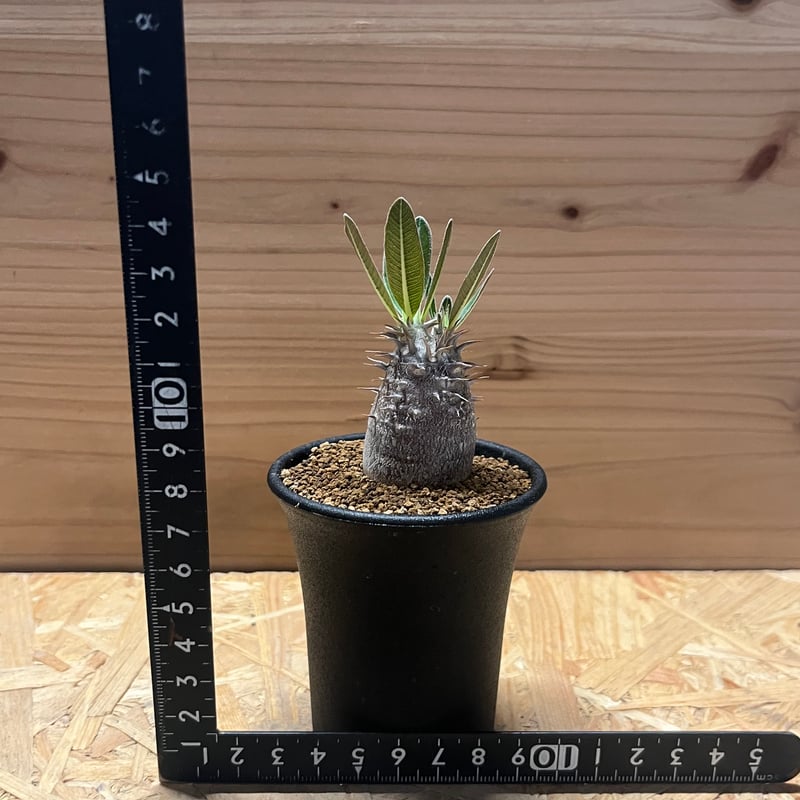 鶴仙園さん購入 群生多頭パキポディウム伊藤ハイブリッド - メルカリ