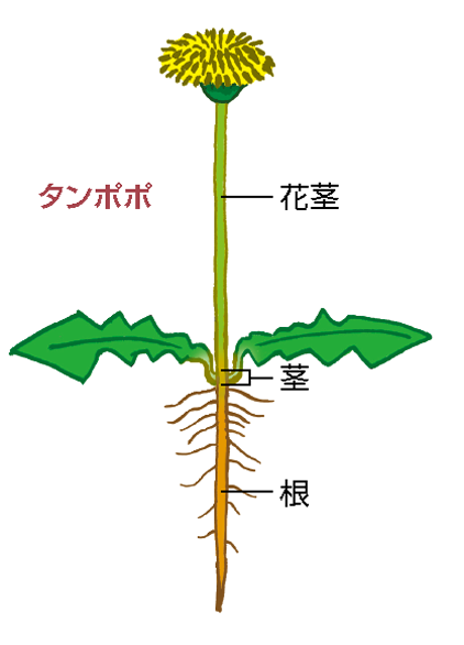 ピンク 薔薇とたんぽぽの綿毛 ペーパーウェイト